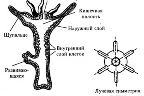 Кракен маркет плейс